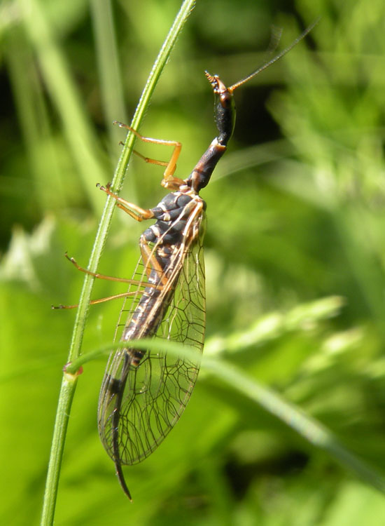 Dichrostigma flavipes